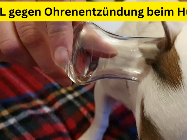 CDL gegen Ohrenentzündung beim Hund!
